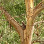 Kennet River koala sugli alberi